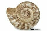 Giant, Jurassic Ammonite (Kranosphinctes) Fossil - Madagascar #279779-1